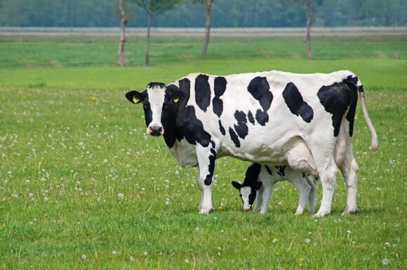разведение молочного скота пример бизнес плана
